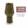 East Kent Goldings Hopfen